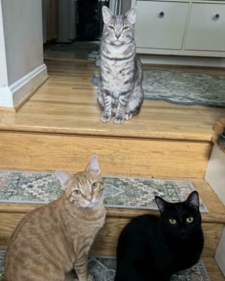 Illustration de l'article : 45 photos de groupes de chats complices qui mettent toute leur malice en avant