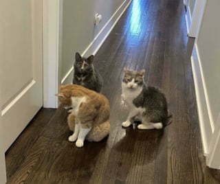 Illustration de l'article : 45 photos de groupes de chats complices qui mettent toute leur malice en avant
