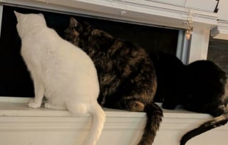 Illustration de l'article : 45 photos de groupes de chats complices qui mettent toute leur malice en avant