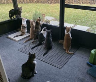 Illustration de l'article : 45 photos de groupes de chats complices qui mettent toute leur malice en avant