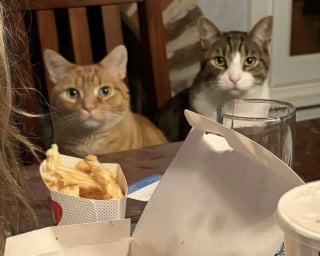 Illustration de l'article : 45 photos de groupes de chats complices qui mettent toute leur malice en avant