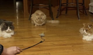 Illustration de l'article : 45 photos de groupes de chats complices qui mettent toute leur malice en avant