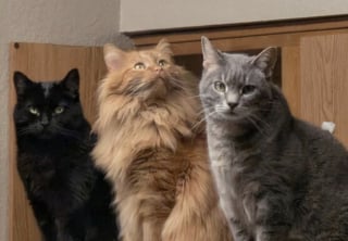 Illustration de l'article : 45 photos de groupes de chats complices qui mettent toute leur malice en avant