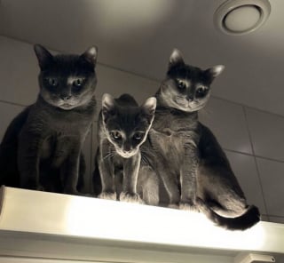 Illustration de l'article : 45 photos de groupes de chats complices qui mettent toute leur malice en avant