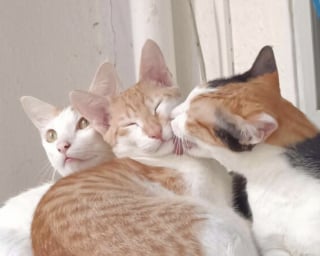 Illustration de l'article : 45 photos de groupes de chats complices qui mettent toute leur malice en avant