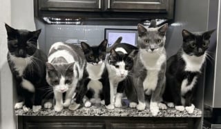 Illustration de l'article : 45 photos de groupes de chats complices qui mettent toute leur malice en avant