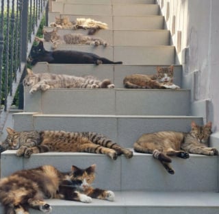 Illustration de l'article : 45 photos de groupes de chats complices qui mettent toute leur malice en avant