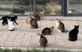 Illustration de l'article : 45 photos de groupes de chats complices qui mettent toute leur malice en avant