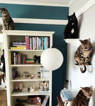 Illustration de l'article : 45 photos de groupes de chats complices qui mettent toute leur malice en avant
