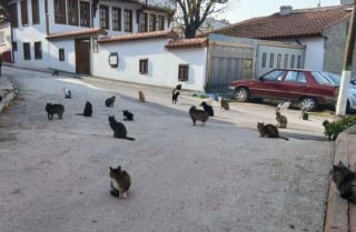 Illustration de l'article : 45 photos de groupes de chats complices qui mettent toute leur malice en avant