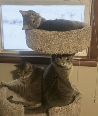 Illustration de l'article : 45 photos de groupes de chats complices qui mettent toute leur malice en avant