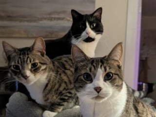 Illustration de l'article : 45 photos de groupes de chats complices qui mettent toute leur malice en avant
