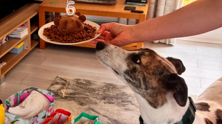 Illustration de l'article : Apr&egrave;s 550 jours d&rsquo;attente, le &laquo; chien le plus solitaire &raquo; du pays trouve enfin la maison qu&rsquo;il m&eacute;ritait (vid&eacute;o)