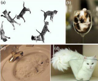 Illustration de l'article : Récompensée par un prix cette étude scientifique prouve que le chat peut se comporter comme un liquide grâce à sa grande souplesse