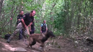 Illustration de l'article : Gr&acirc;ce &agrave; son flair hors pair, ce Malinois est l&rsquo;un des rares chiens de France capables de retrouver les acc&eacute;l&eacute;rateurs d'incendie (vid&eacute;o)