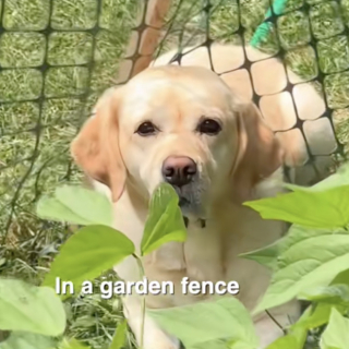 Illustration de l'article : Ces 2 Labradors ont un talent particulier pour se retrouver coincés dans les situations les plus improbables (vidéo)