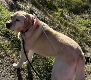 Illustration de l'article : Ces 2 Labradors ont un talent particulier pour se retrouver coincés dans les situations les plus improbables (vidéo)