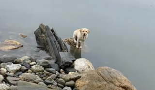 Illustration de l'article : Ces 2 Labradors ont un talent particulier pour se retrouver coincés dans les situations les plus improbables (vidéo)
