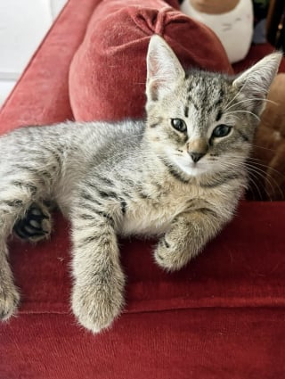 Illustration de l'article : Maigres, une chatte et ses 4 chatons abandonnés dans une cage à oiseaux se rétablissent en famille d’accueil