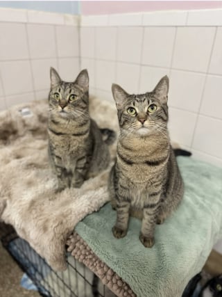 Illustration de l'article : Maigres, une chatte et ses 4 chatons abandonnés dans une cage à oiseaux se rétablissent en famille d’accueil