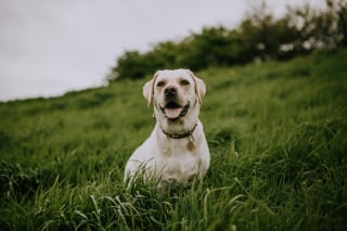 Illustration de l'article : Les chiens mangent-ils de l'herbe uniquement pour se faire vomir quand ils sont malades ?