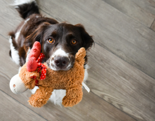 Illustration de l'article : Pourquoi votre chien vous apporte-t-il un jouet quand vous rentrez ?
