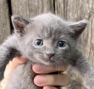 Illustration de l'article : D’abord méfiante, une chatte ayant mis bas dans le jardin d’une maison finit par faire confiance à ses habitants (vidéo)