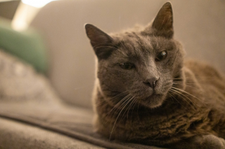 Illustration de l'article : La science d&eacute;crit avec pr&eacute;cision le d&eacute;clin cognitif chez les vieux chats : quels sont les signes qui doivent vous alerter ?