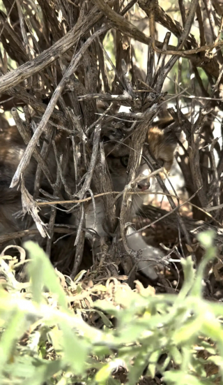Illustration de l'article : Alertée par des cris dans un buisson, une fillette de 11 ans découvre une petite chatte blessée qui devient très vite sa meilleure amie (vidéo)