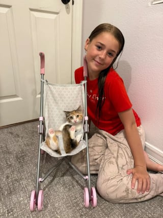 Illustration de l'article : Alertée par des cris dans un buisson, une fillette de 11 ans découvre une petite chatte blessée qui devient très vite sa meilleure amie (vidéo)