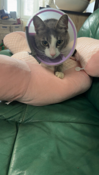 Illustration de l'article : Disparu pendant 3 jours ce chat revient chez lui grièvement blessé par un tir de plomb et survit (vidéo