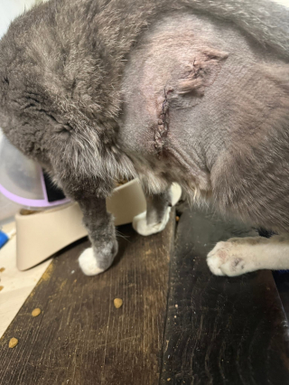 Illustration de l'article : Disparu pendant 3 jours ce chat revient chez lui grièvement blessé par un tir de plomb et survit (vidéo