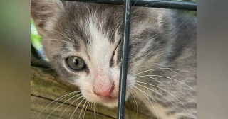 Illustration de l'article : Disparu pendant 3 jours ce chat revient chez lui grièvement blessé par un tir de plomb et survit (vidéo