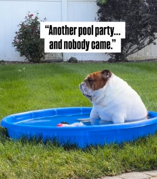 Illustration de l'article : 15 photos de chiens qui profitent de la piscine comme de vrais petits vacanciers