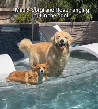 Illustration de l'article : 15 photos de chiens qui profitent de la piscine comme de vrais petits vacanciers