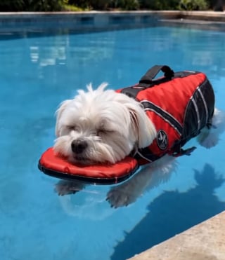 Illustration de l'article : 15 photos de chiens qui profitent de la piscine comme de vrais petits vacanciers