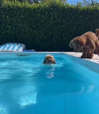 Illustration de l'article : 15 photos de chiens qui profitent de la piscine comme de vrais petits vacanciers
