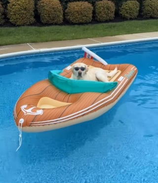 Illustration de l'article : 15 photos de chiens qui profitent de la piscine comme de vrais petits vacanciers