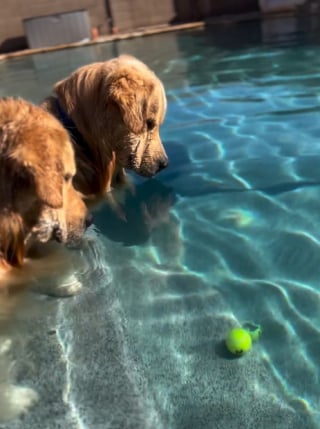 Illustration de l'article : 15 photos de chiens qui profitent de la piscine comme de vrais petits vacanciers