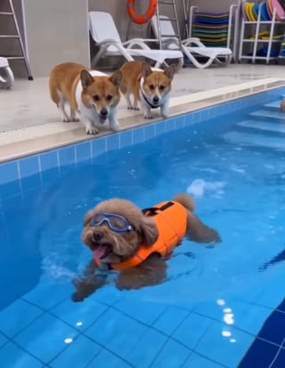 Illustration de l'article : 15 photos de chiens qui profitent de la piscine comme de vrais petits vacanciers