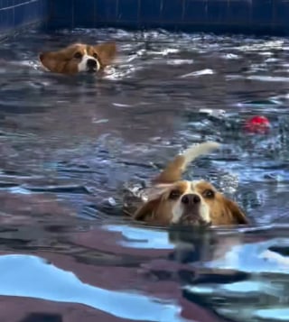 Illustration de l'article : 15 photos de chiens qui profitent de la piscine comme de vrais petits vacanciers