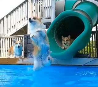 Illustration de l'article : 15 photos de chiens qui profitent de la piscine comme de vrais petits vacanciers