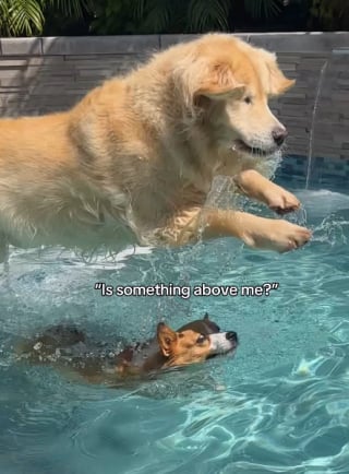 Illustration de l'article : 15 photos de chiens qui profitent de la piscine comme de vrais petits vacanciers