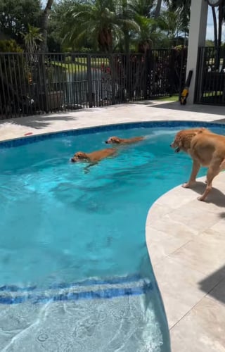 Illustration de l'article : 15 photos de chiens qui profitent de la piscine comme de vrais petits vacanciers