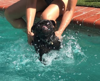 Illustration de l'article : 15 photos de chiens qui profitent de la piscine comme de vrais petits vacanciers