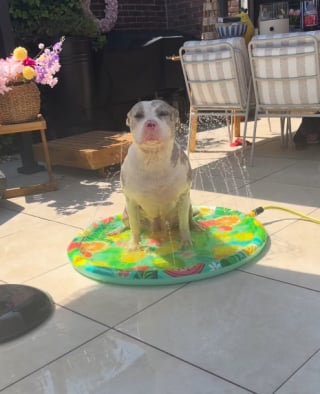 Illustration de l'article : 15 photos de chiens qui profitent de la piscine comme de vrais petits vacanciers