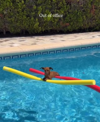 Illustration de l'article : 15 photos de chiens qui profitent de la piscine comme de vrais petits vacanciers
