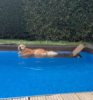 Illustration de l'article : 15 photos de chiens qui profitent de la piscine comme de vrais petits vacanciers