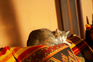 Illustration de l'article : Pourquoi votre chat choisit-il de dormir sur votre t&ecirc;te ?