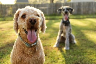 Illustration de l'article : 6 erreurs à éviter pour une sortie réussie au parc canin avec votre chien